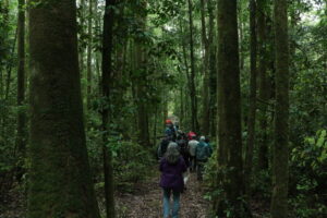 El bosque de Llancahue es uno de los últimos bosques antiguos de la depresión intermedia en la región.
