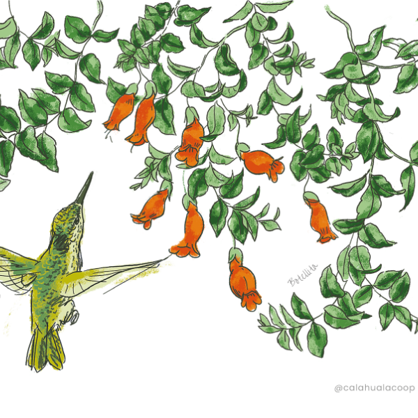 Postal Ilustrada