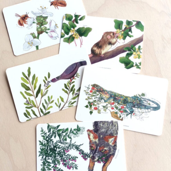 Pack 5 Postales Ilustradas
